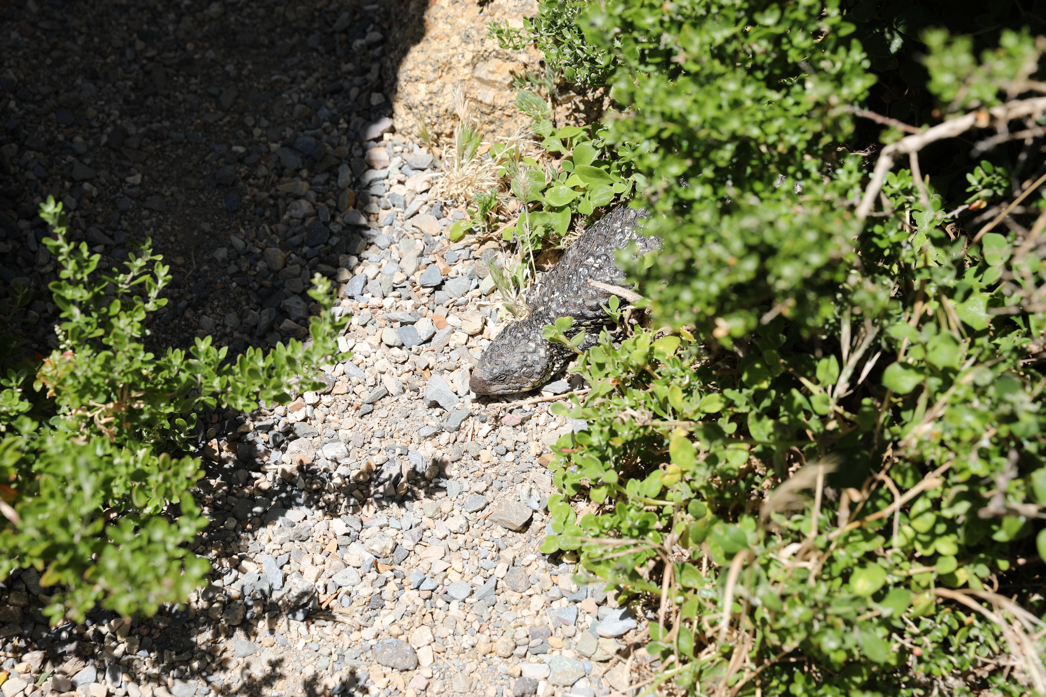 2019 11 24 13 24 26 Canon EOS 5D Mark IV 0009